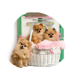 três cachorros da raça spitz alemão