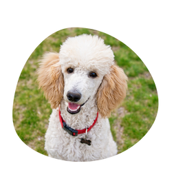 cachorro da raça Poodle