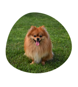 cachorro da raça micro spitz alemão