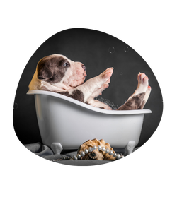 filho de pitbull dentro de uma banheira de banho e tosa