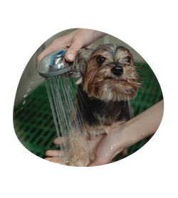 cachorrinho recebendo um jato de água em seu pelo