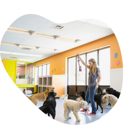 pet sitter cuidando de vários cachorros em uma creche para animais