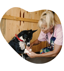 pet sitter veterinária avaliando as patas do cachorro