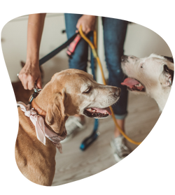 pet sitter cuidando dos cães na casa do tutor