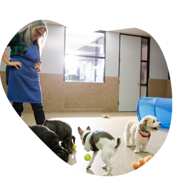 mulher vestida com roupa azul inaugurando seu negócio próprio sendo empreendedora como pet sitter