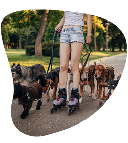 pet sitter passeando com vários cachorros em uma praça arborizada