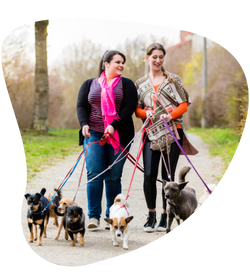 duas pet sitter passeando com cachorros