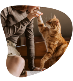 pet sitter brincando com um gato
