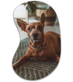 cachorro da cor marrom olhando para a câmera