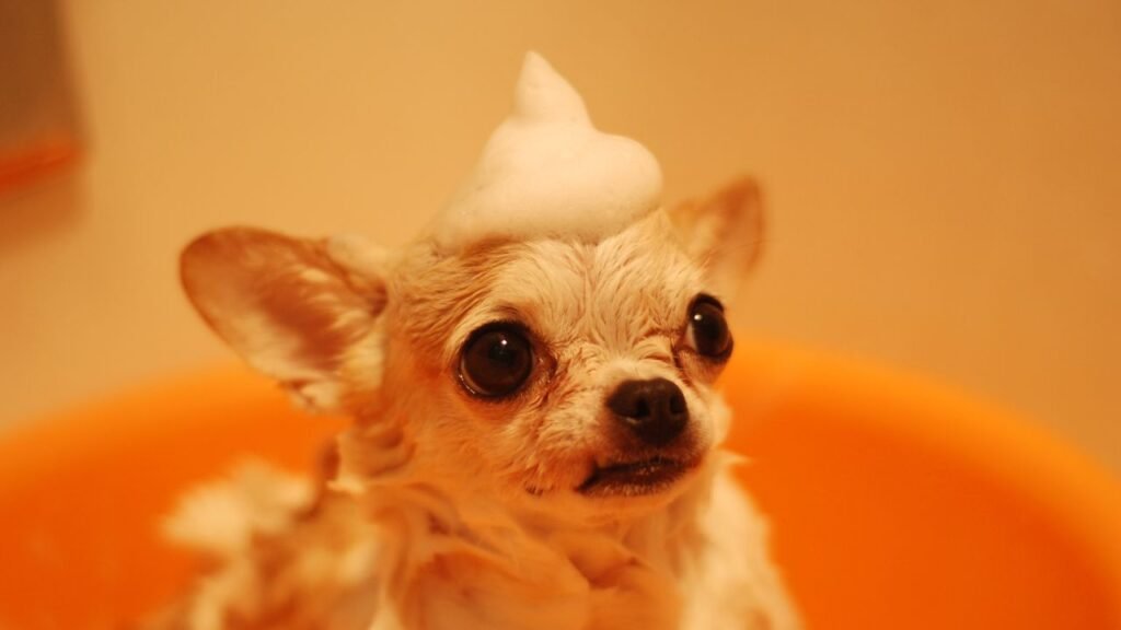 cachorrinho no momento de banho em um pet shop