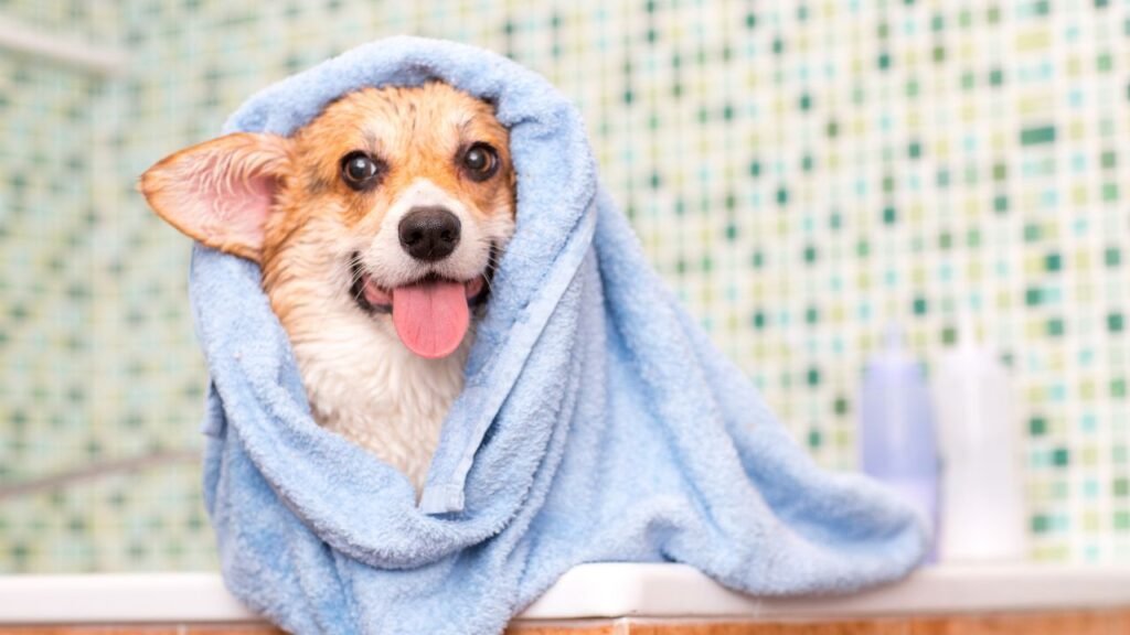 cachorro em uma toalha após tomar banho