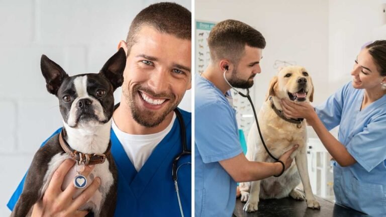 Para abrir um banho e tosa precisa de veterinário?