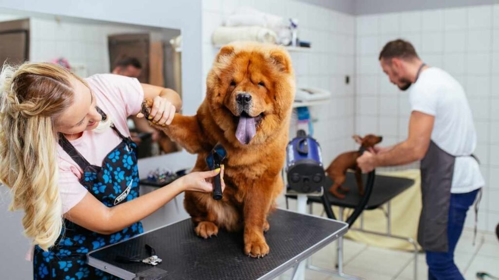 dois profissionais de banho e tosa que ganham bem e de forma autonoma