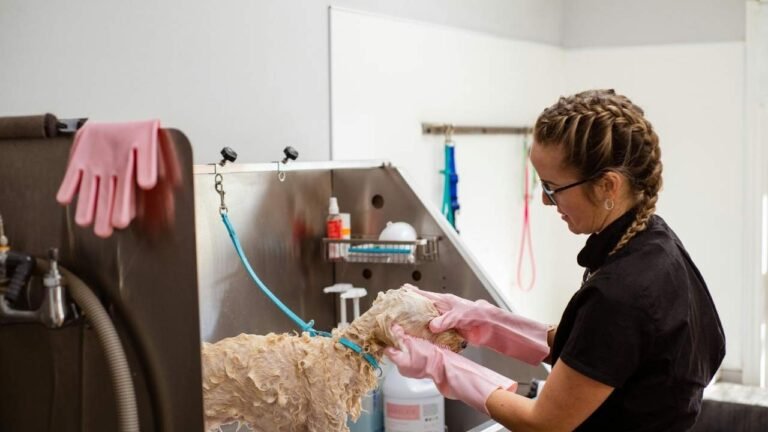 Quanto ganha um profissional de banho e tosa: saiba o salário