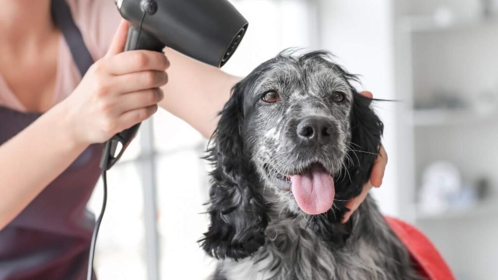 tosador profissional secando um cachorro em um pet shop